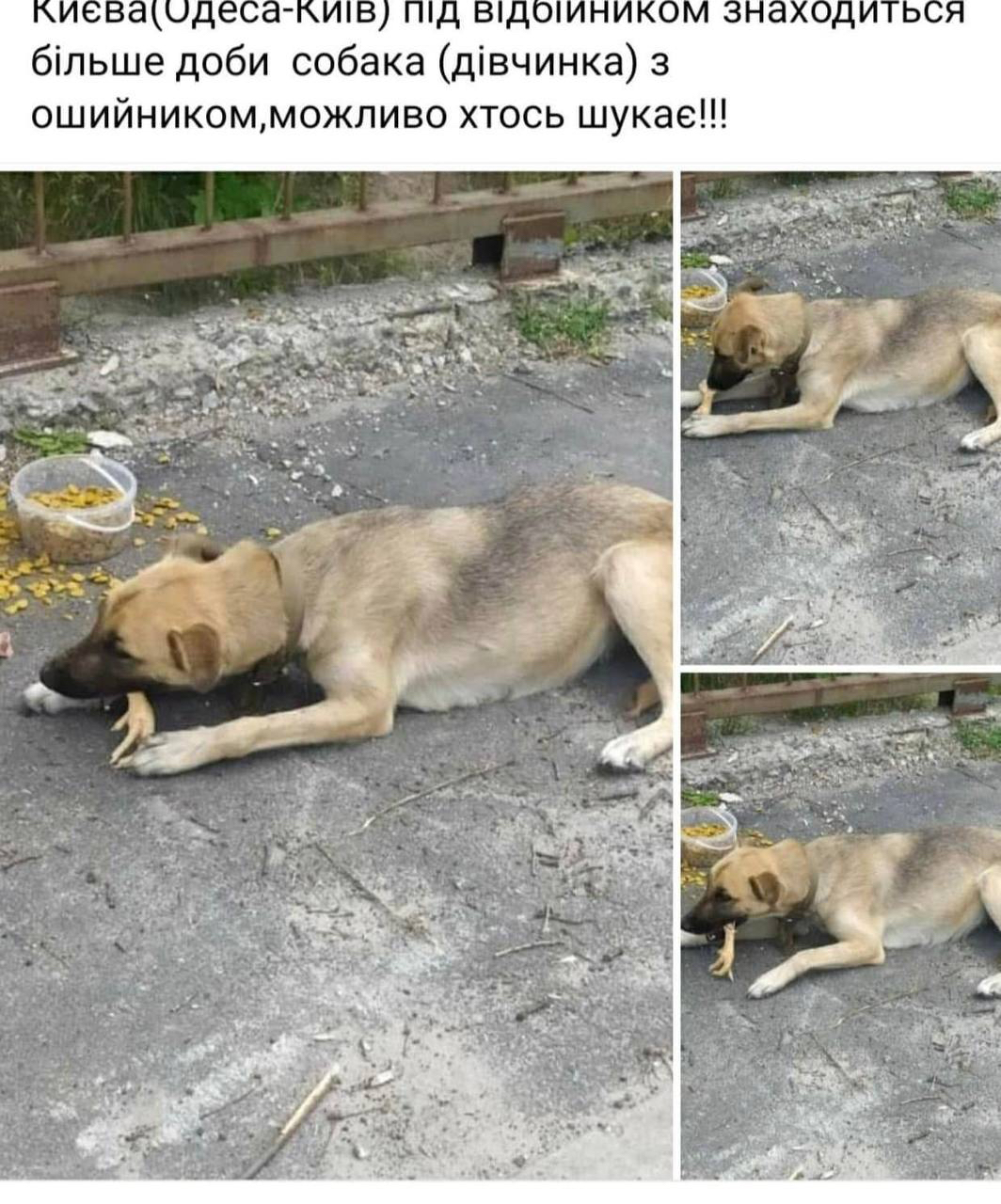 Риба